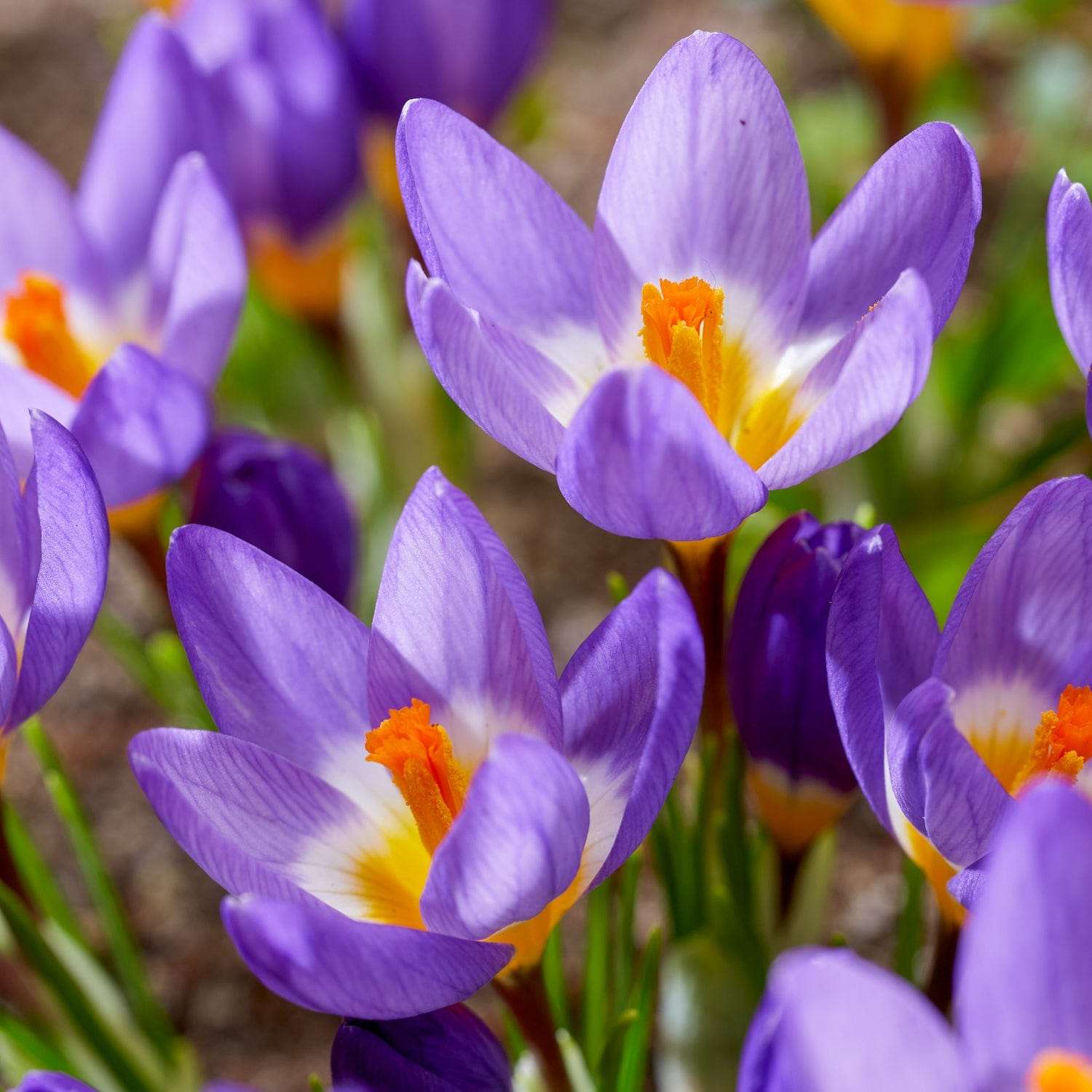 Krokus 'Tricolor'